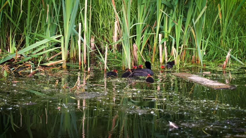 Photo of an American coot (Fulica americana) swimming in a lake. The American coot is a migratory bird that occupies most of North America.