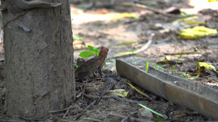  Oriental Garden Lizard Hiding Next to a Weathered Tree Stump on Dirt Ground