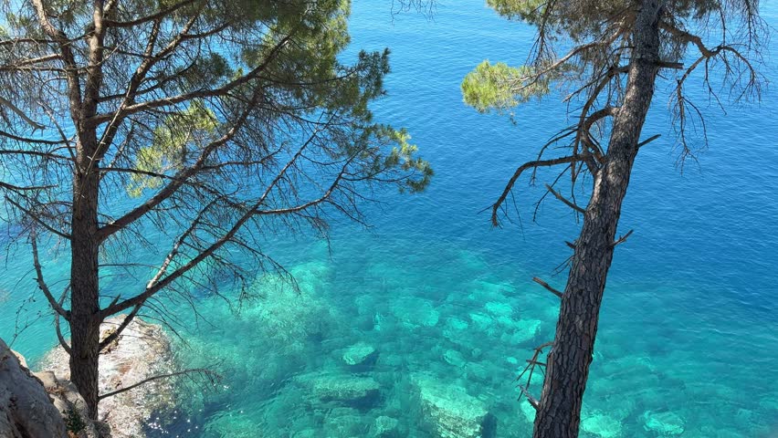 Pine trees over crystal clear blue sea.