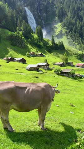 Swiss cow standing on a lush green hill overlooking a beautiful alpine village with a powerful waterfall in the background