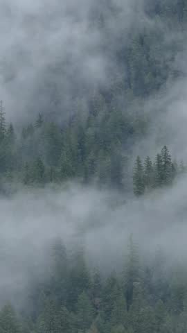 Dense Fog Engulfs Lush Forest Trees in British Columbia, Canada