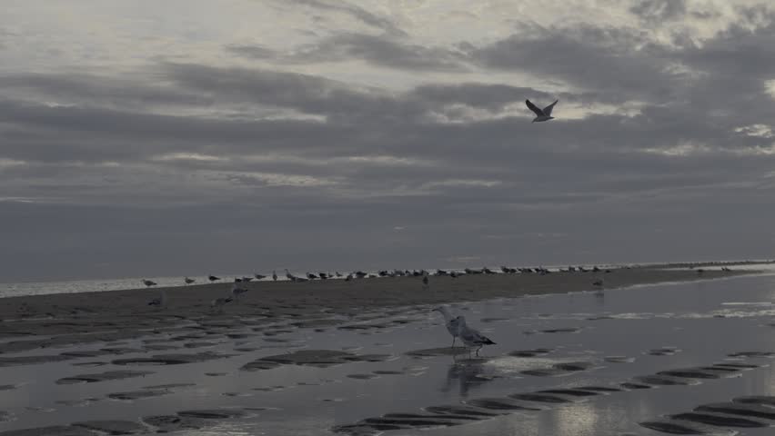 Group of seagulls on a sandy beach during low tide under a dramatic cloudy sky
