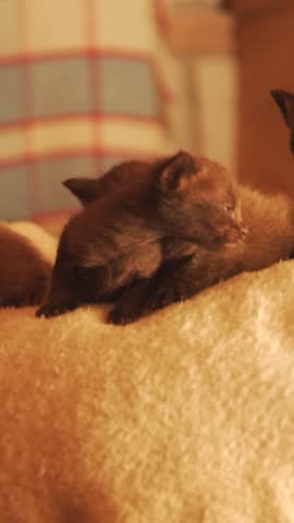 Small group of tiny newborn kittens exploring and cuddling together on a soft, warm blanket indoors