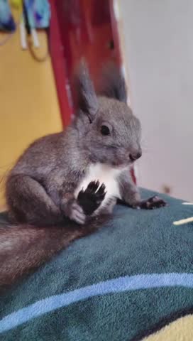 Cute Baby Squirrel Sitting on a Blanket Indoors