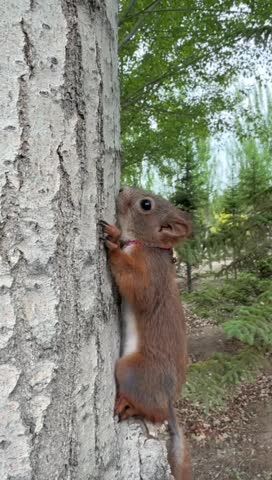 Red squirrel on tree in sunlit forest 