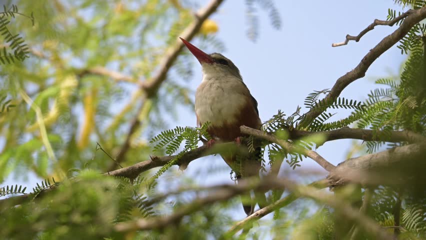 Close up view of a beautiful wild kingfisher bird with a striking red beak and colorful plumage resting on a leafy tree branch. The avian subject is looking up alertly in its natural woodland environment against a clear blue sky background.