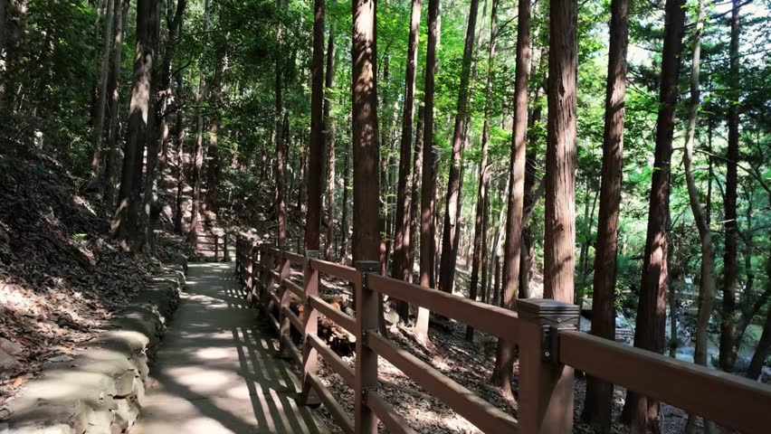 Walking path with wooden railings among tall trees and green foliage in a forest park. Hiking trail and trekking trail. Slow motion footage.