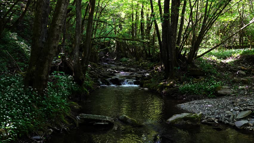 The Rio Gelana river flows through dense forest vegetation with a small waterfall in the Apennines of northern Italy.