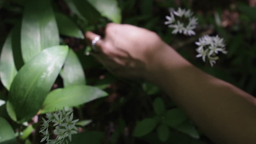 Close up of hands harvesting wild garlic plants in a forest setting in Bedonia, Parma within the Apennines.