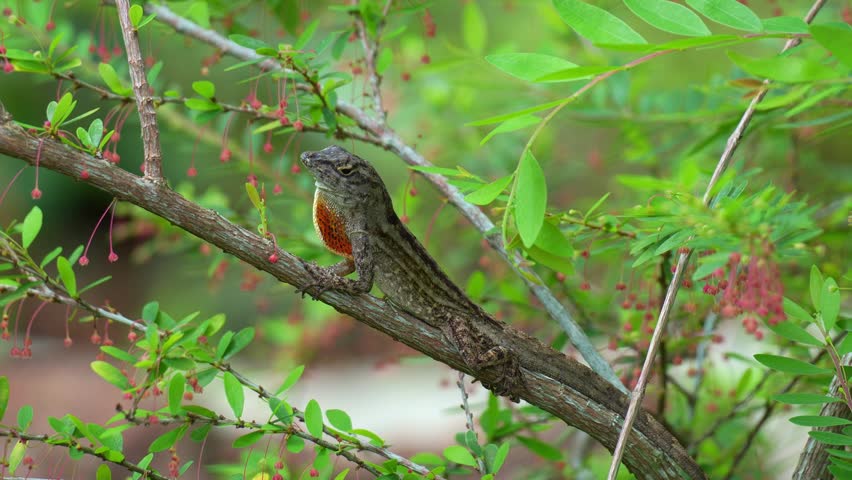 Close up shot of a male Brown Anole (Anolis sagrei) perches on a branch, displaying its vibrant orange and red dewlap.