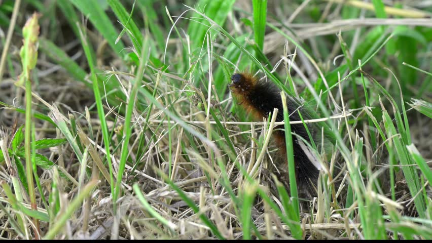 A brown bear caterpillar eating
