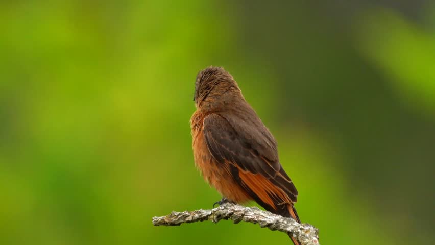 Small bird with rich orange-red feathers perches on a twig