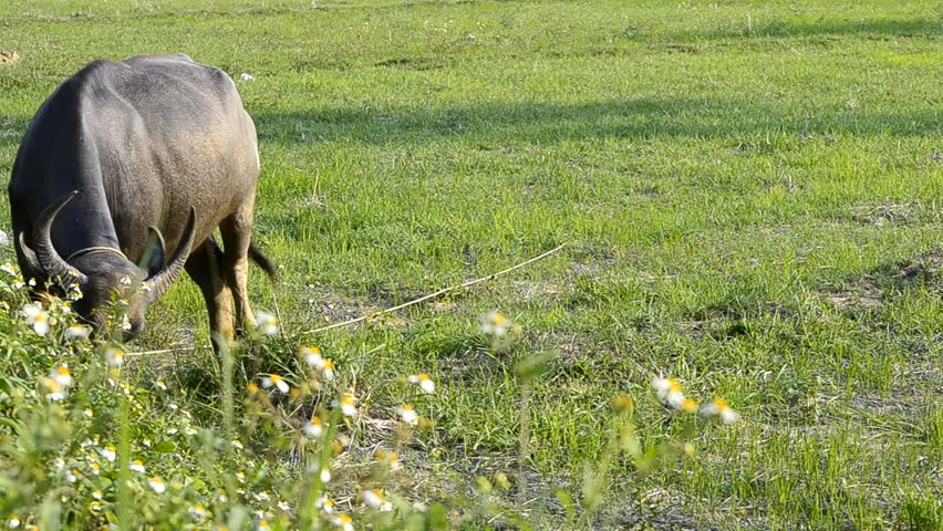asia buffalo in countryside field of thailand