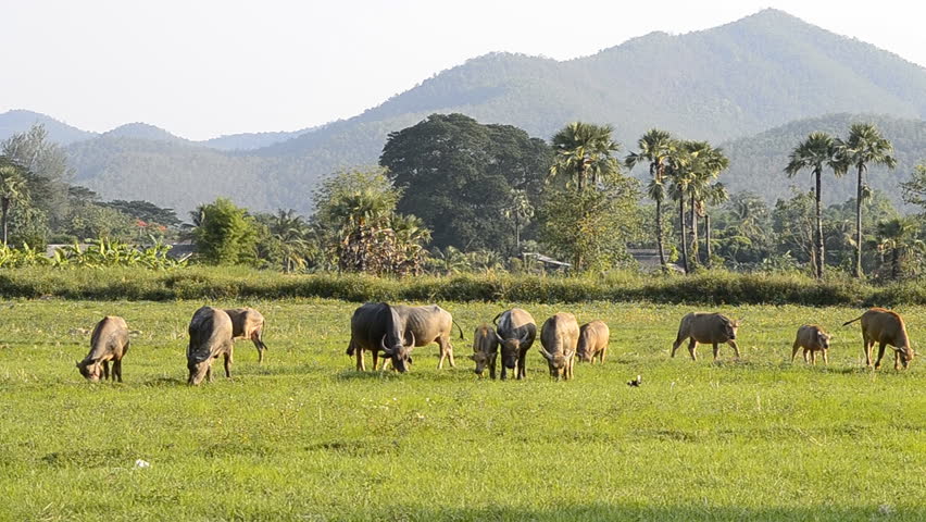 asia buffalo group in countryside field of thailand