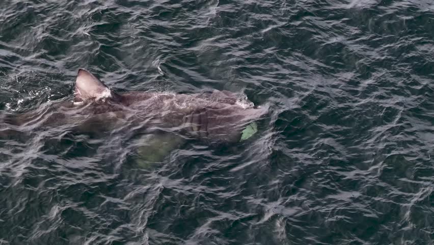Aerial view of basking sharks in Donegal Bay - Ireland