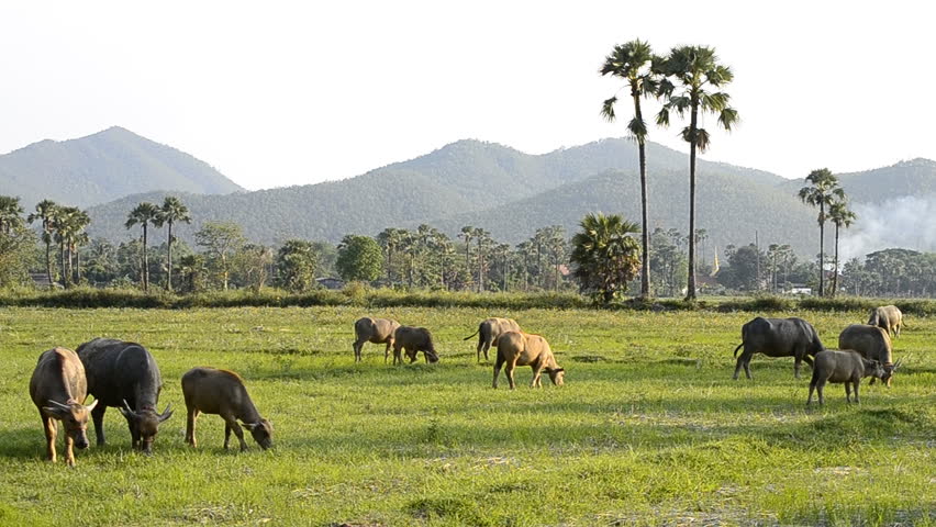 asia buffalo group in countryside field of thailand