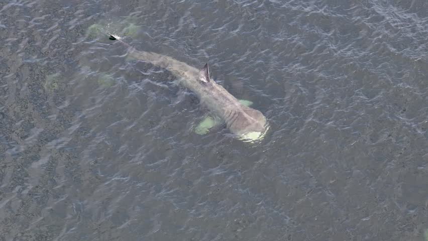 Aerial view of basking sharks in Donegal Bay - Ireland
