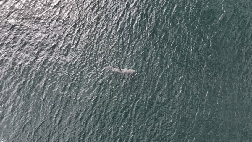 Aerial view of basking sharks in Donegal Bay - Ireland