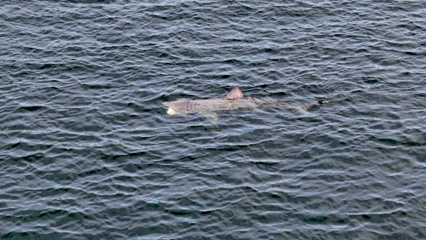 Aerial view of basking sharks in Donegal Bay - Ireland