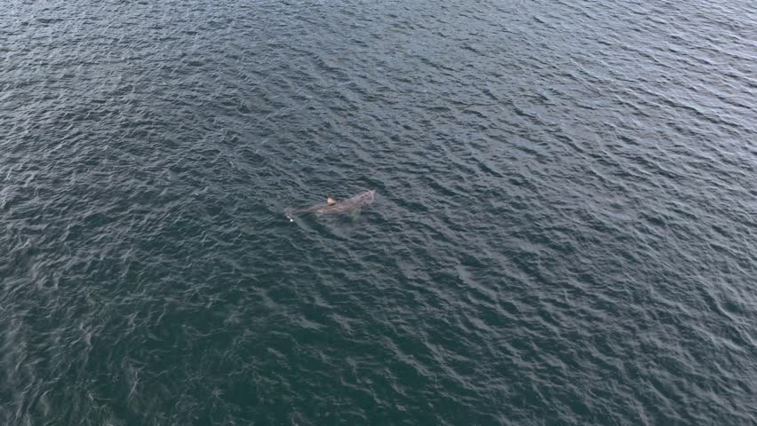 Aerial view of basking sharks in Donegal Bay - Ireland