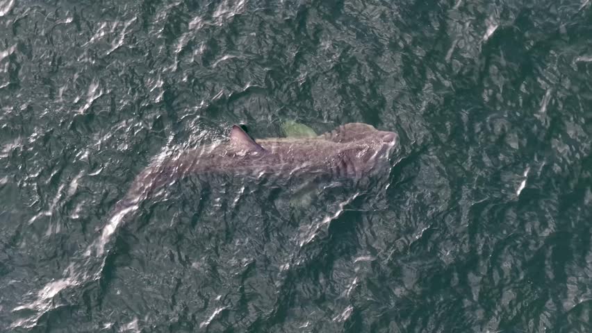 Aerial view of basking sharks in Donegal Bay - Ireland