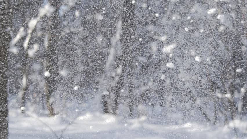 Winter forest snow falling, nature background, snowfall.
