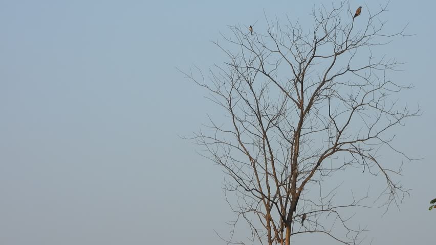 Some Bird relaxing and playing on tree .