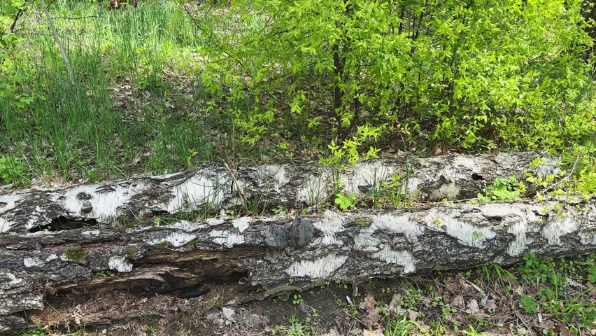 Section of a spring forest with partially rotten trunks of the uprooted fallen birches and other trees among the bushes and young grass in  at sunny day, view while moving sideways
