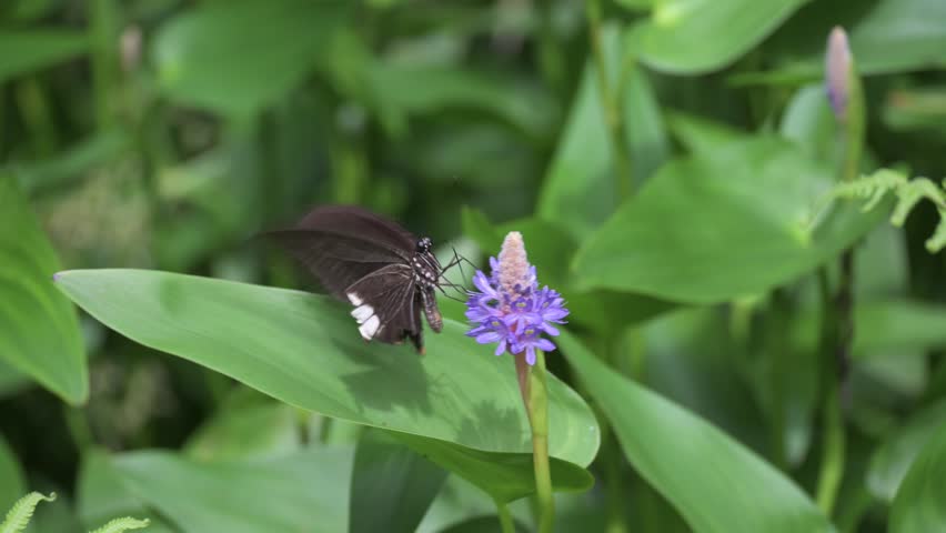 Black swallowtail butterfly sucks nectar of pickerel weed.