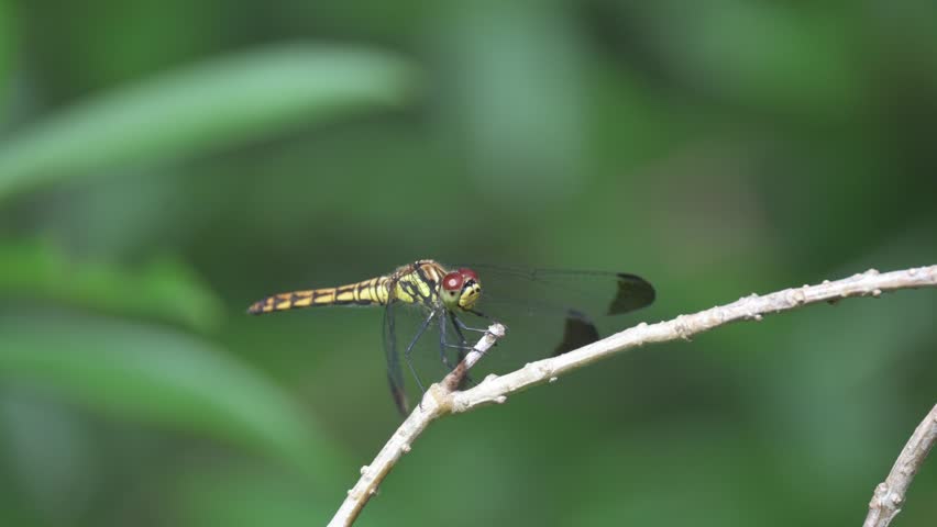 Dragonfly perches on the twig.