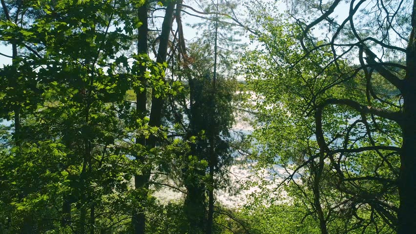 Scenic forest view with tranquil lake and lush green pine trees.