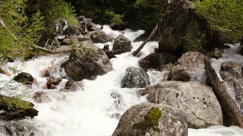 River water flows rapidly over rocks and fallen logs, surrounded by vibrant green foliage in a serene forest environment