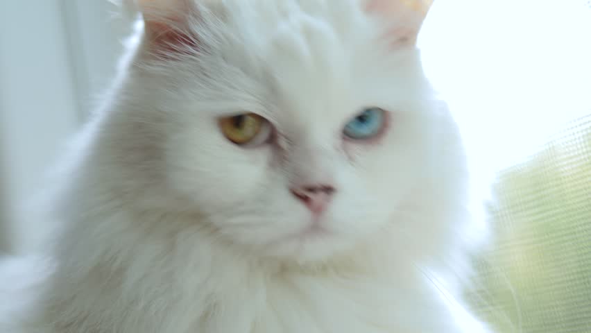 Fluffy white cat with different colored eyes.
