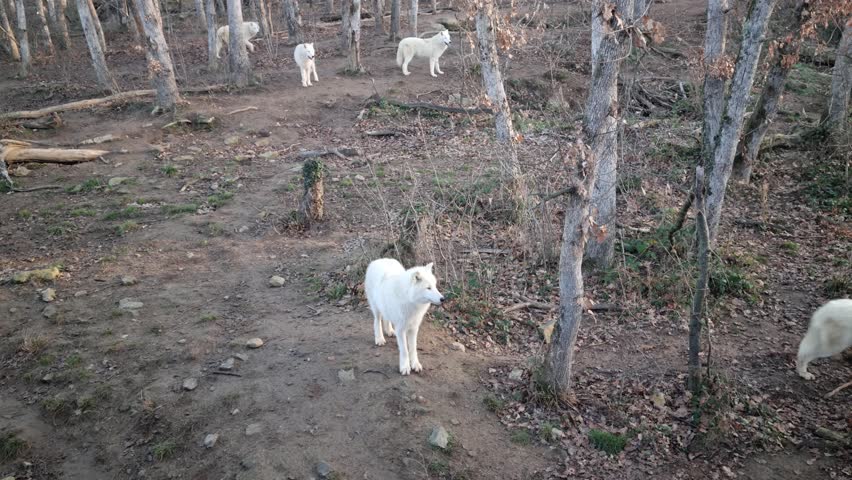 Polar wolves into the wild