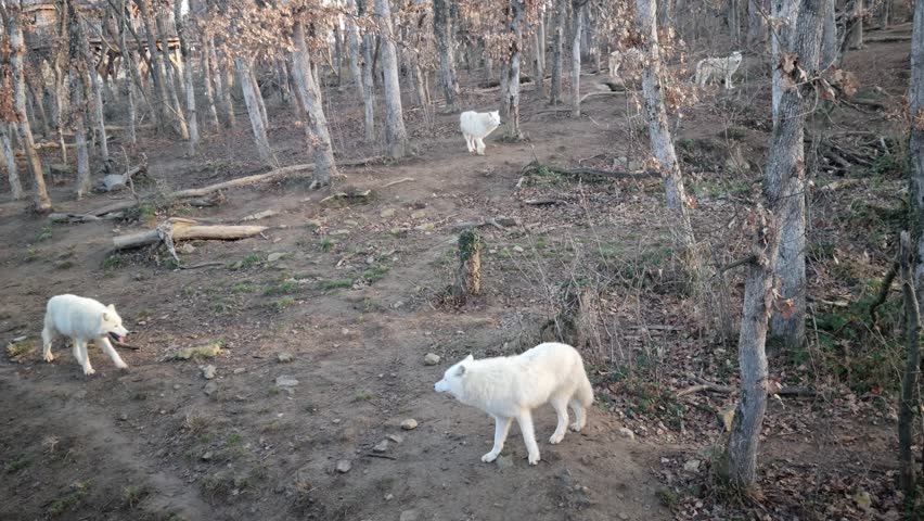 Polar wolves into the wild