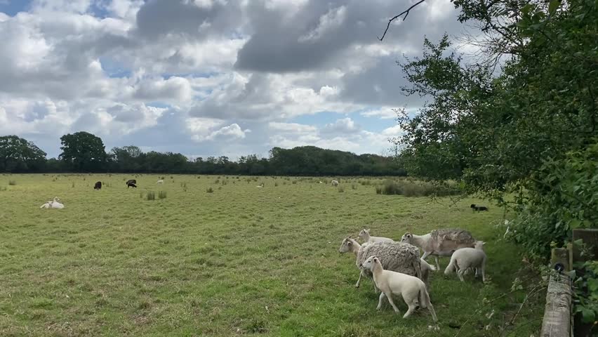 Cows Resting and Grazing in Suffolk Pasture Under Cloudy Summer Sky