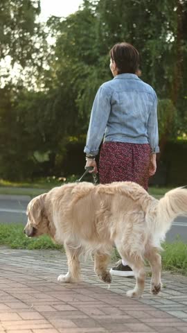 Female Dog Owner Walking Adorable Golden Retriever As Part Of Daily Routine On A Street, Vertical Video