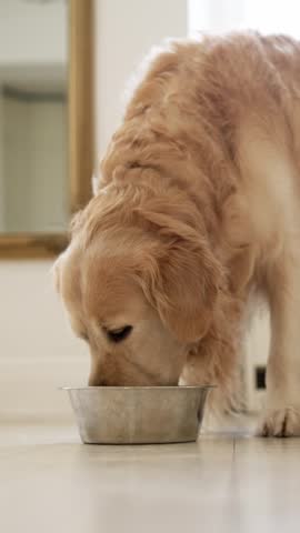 Adorable Golden Retriever Dog Drinks Water From A Food Bowl In A Light Kitchen, Vertical Video