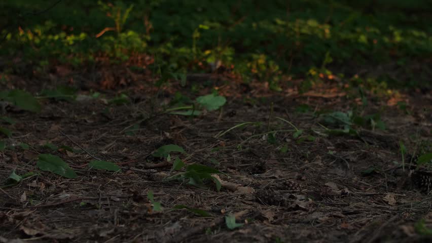 Three soldiers in camouflage clothing walking behind each other across rough terrain, legs close-up. Combat mission, patrol, reconnaissance, military action, warfare operation, battlefield front line.
