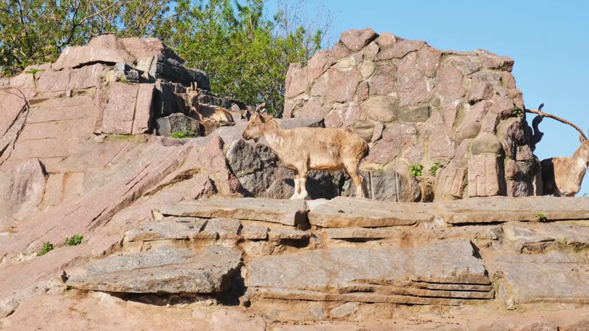 Markhor Capra Falconeri Climbing Rocky Terrain In Naturalistic Enclosure. Wild mountain herd displaying natural agility and climbing behavior in a spacious outdoor habitat resembling alpine terrain.