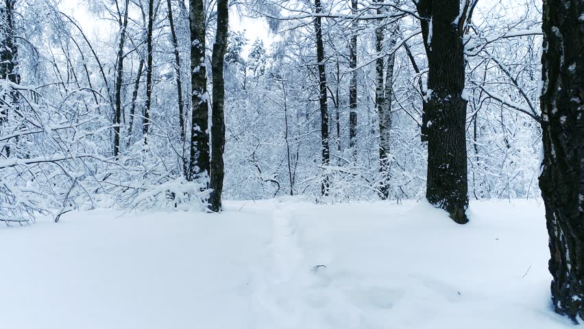 Moving forward through deep snow in tranquil winter forest.