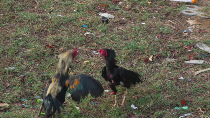 Two roosters fighting and pecking each other on grassy ground with natural daylight. Medium shot of aggressive gamecocks in conflict.