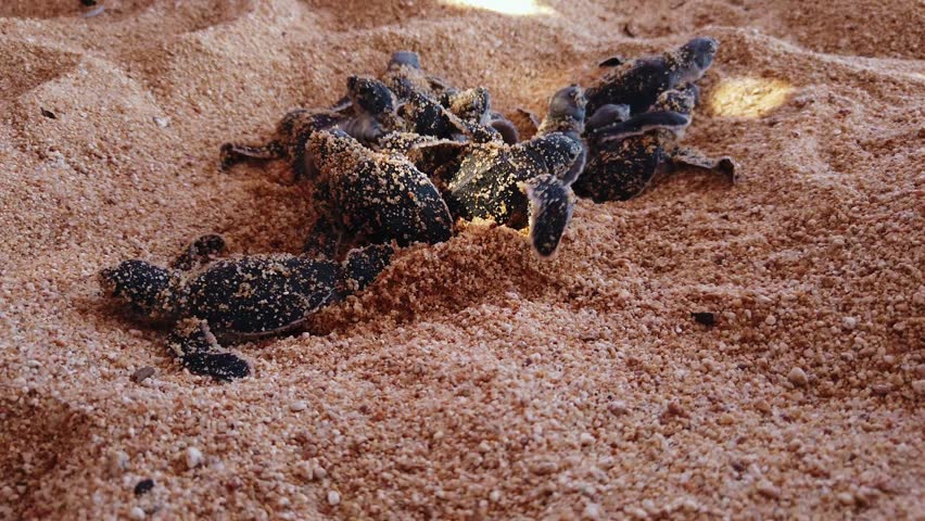 Close up documentary shot of Leatherback baby sea turtle hatchlings emerging from sandy nest at El Faro de Bucerías beach, Michoacán.