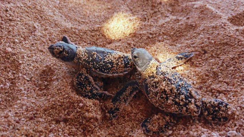 Baby sea turtles emerge from nest in protected beach habitat at El Faro de Bucerias beach, Michoacán, Mexico. Sea turtle conservation and protection program supporting endangered marine species