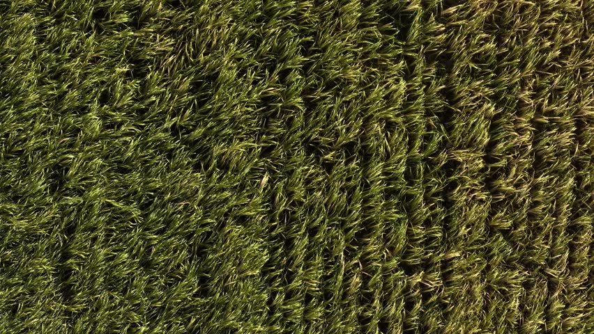A low top down forward telephoto flight capturing the grain heads of a mature field in its pre‑ripening stage. The compressed perspective reveals dense textures, subtle yellow‑green tones and fine structural detail normally unseen from aerial height. Manual piloting ensures precise, controlled motion with a cinematic, intimate feel, making this a standout detail shot for documentaries and premium commercial b‑roll.