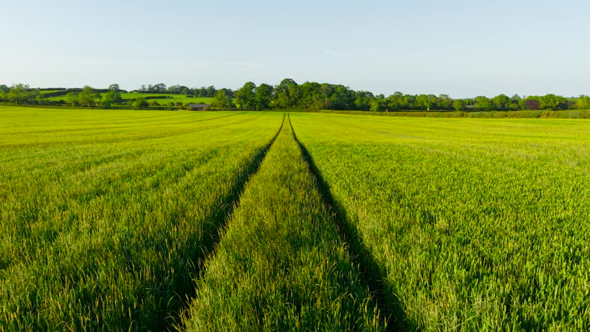 Agribusiness Farmland supporting wheat cultivation across productive rural countryside. Green cereal crop following tractor tracks through managed agricultural fields. Spring crop growth contributing