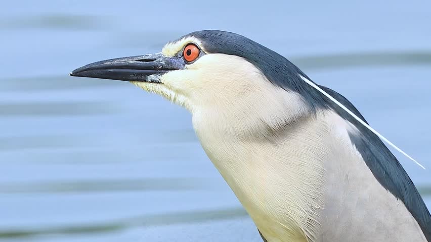 Extreme close up profile portrait of a wild black-crowned night heron featuring a striking red eye and sharp beak against a smooth blurred water background