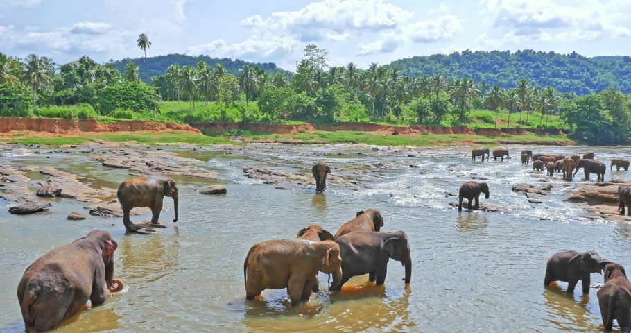 Elephants bathing in river. Sri Lanka travel destination Pinnawala reserve