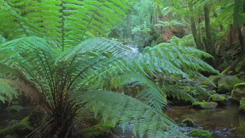 Horseshoe falls Tasmania Australia. National park nature reserve landscape