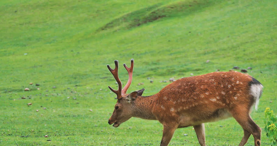 Japanese spotted deer(stag) walking on green field in a rainy day